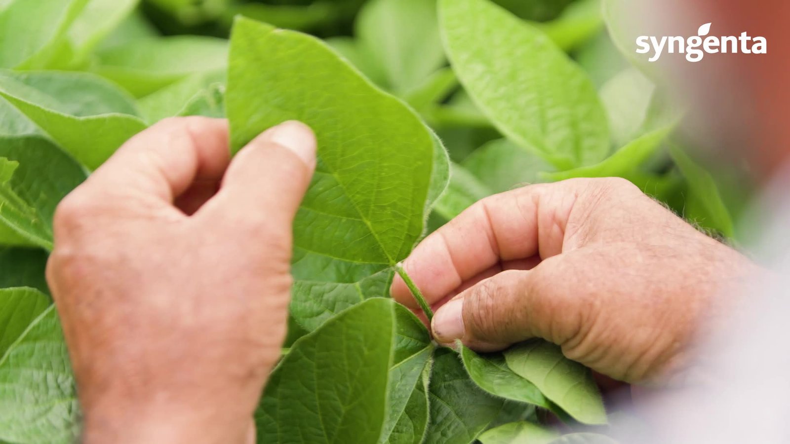 Operação Syngenta